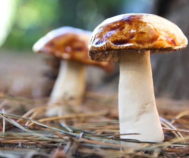 Grzyb ceramiczny figura "Maślak"